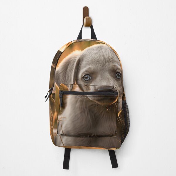 Item preview, Beautiful and cute silver grey labrador dog breed puppy in nature field at sunset, photography designed and sold by NBSStore.