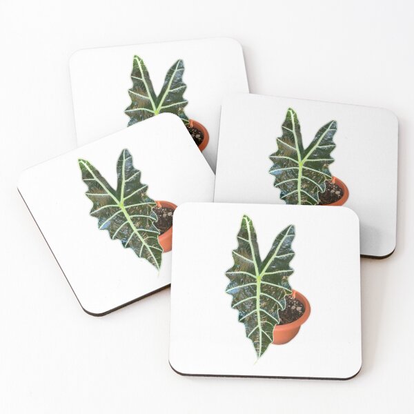 Item preview, Alocasia Polly designed and sold by Meo Design.