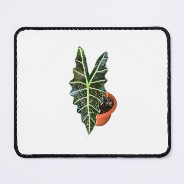 Item preview, Alocasia Polly designed and sold by Meo Design.