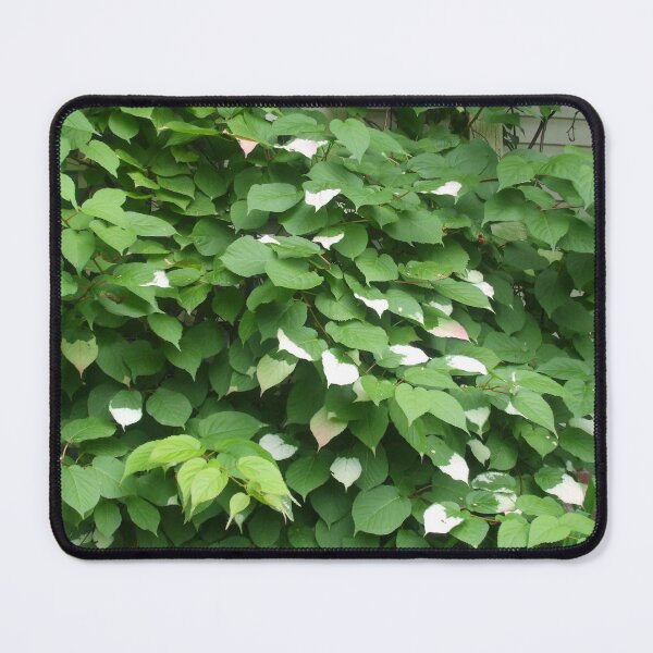 Item preview, Variegated Vine 1: green leaves with white tips designed and sold by Dustwood-Media.
