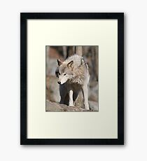 Timber Wolf Framed Print