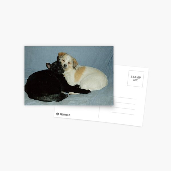 Oscar and Sally Sleeping Postcard