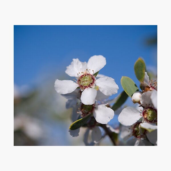 Sweet Photographic Print
