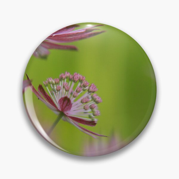 Item preview, Marvellous Masterwort designed and sold by miradorpictures.