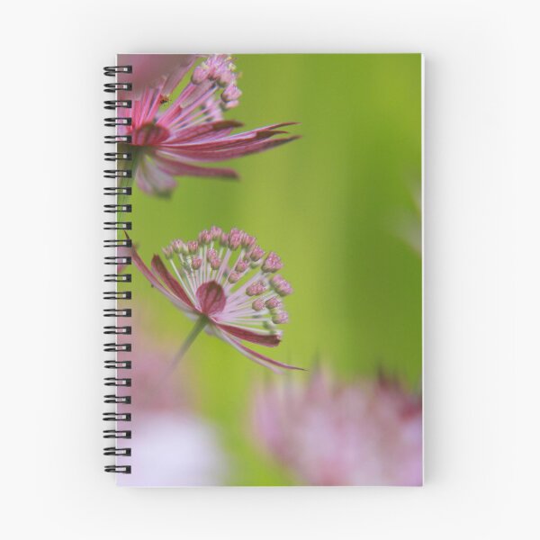 Item preview, Marvellous Masterwort designed and sold by miradorpictures.