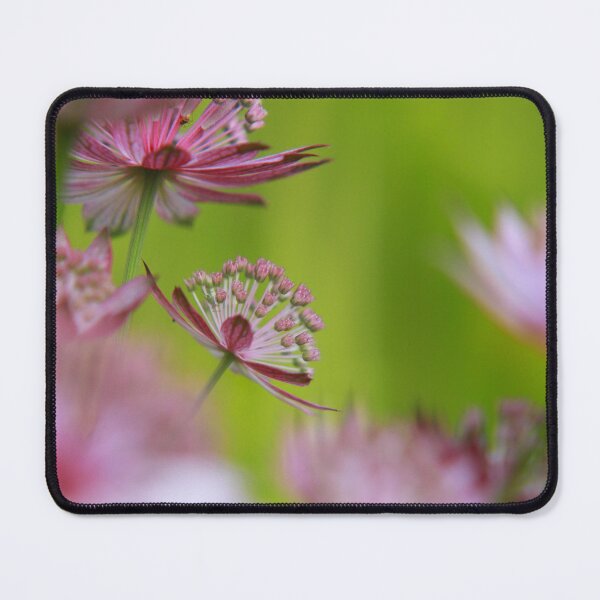 Item preview, Marvellous Masterwort designed and sold by miradorpictures.