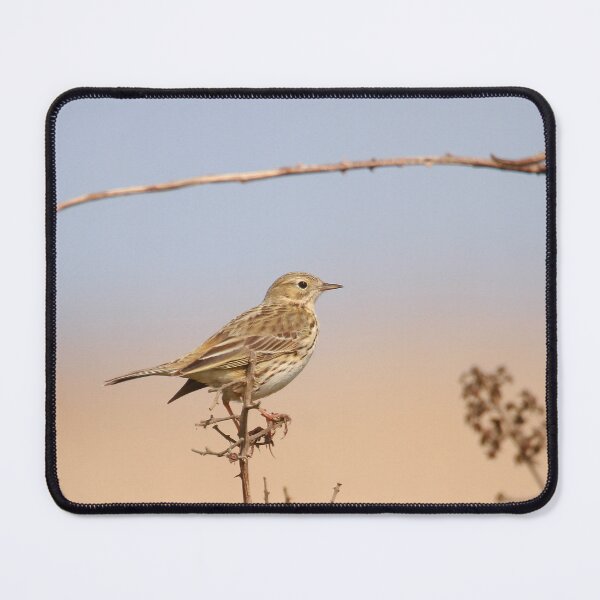 Item preview, Meadow pipits rest  designed and sold by miradorpictures.