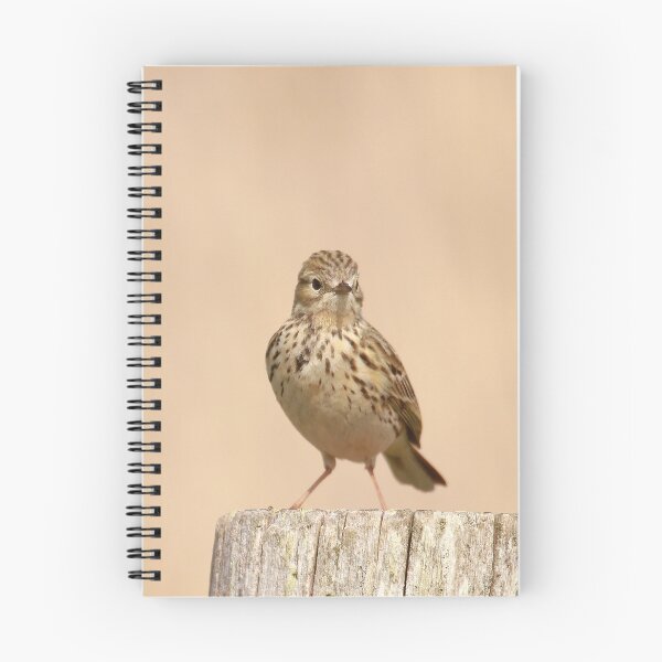Item preview, Posted meadow pipit designed and sold by miradorpictures.