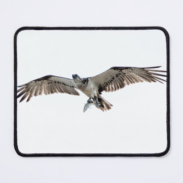 Item preview, Osprey with a fish designed and sold by Matt Vickery.
