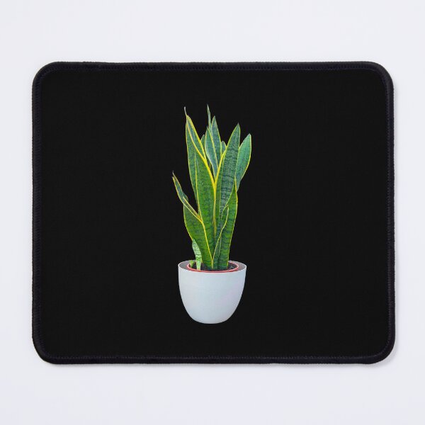 Item preview, Sansevieria designed and sold by Meo Design.