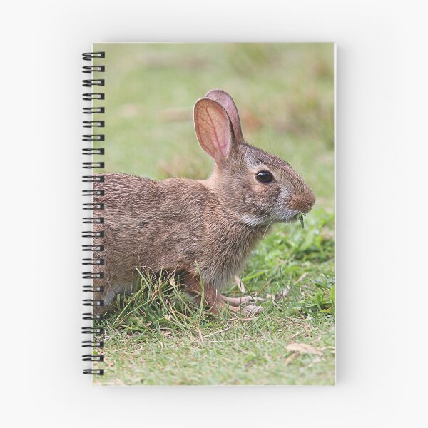 Item preview, Eastern cottontail rabbit designed and sold by Linda Crockett.