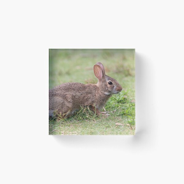 Item preview, Eastern cottontail rabbit designed and sold by Linda Crockett.