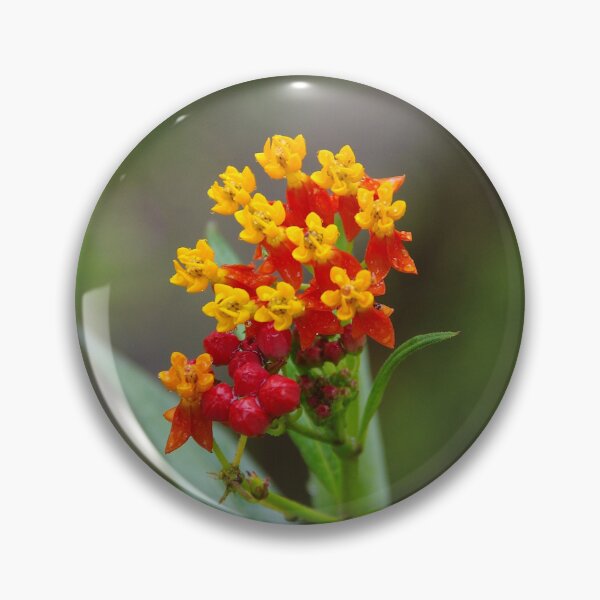 Artikelvorschau, Tropische Seidenpflanze (Asclepias curassavica) in Tabandan, Bali, Indonesien entworfen und verkauft von The Botanical Jason.