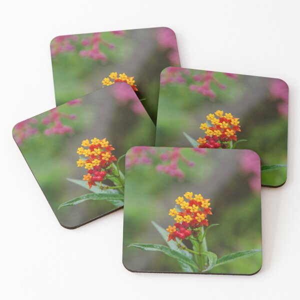 Item preview, Tropical Milkweed (Asclepias curassavica) at Tabandan, Bali, Indonesia designed and sold by The Botanical Jason.