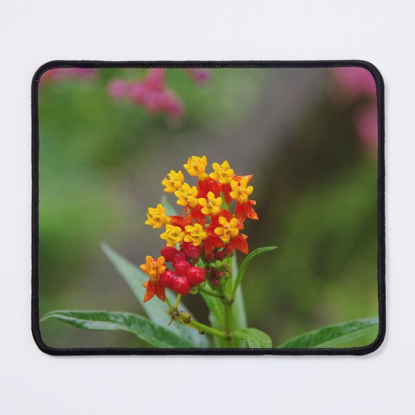 Item preview, Tropical Milkweed (Asclepias curassavica) at Tabandan, Bali, Indonesia designed and sold by The Botanical Jason.