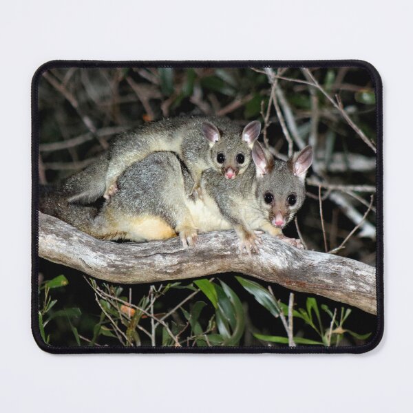 Item preview, © Australian brushtail possums designed and sold by GeoPipics.