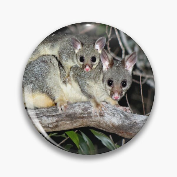 Item preview, © Australian brushtail possums designed and sold by GeoPipics.