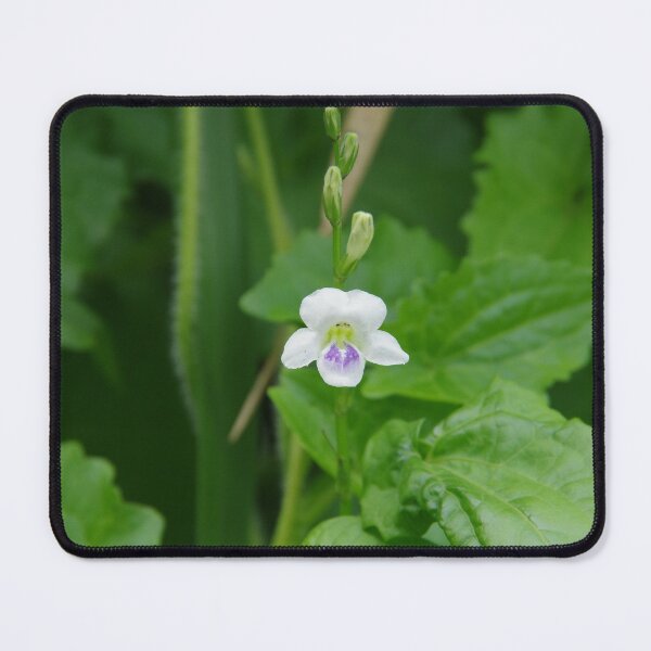Item preview, African Coromandel (Asystasia intrusa) growing at the Taman Beji Waterfall designed and sold by The Botanical Jason.