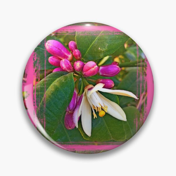 Item preview, Close- up of the lemon tree blossom by Iritof designed and sold by iritof.