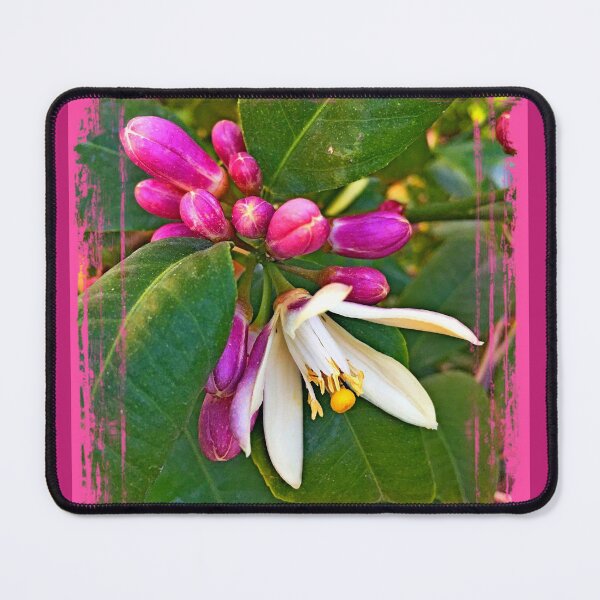 Item preview, Close- up of the lemon tree blossom by Iritof designed and sold by iritof.