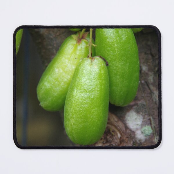 Item preview, Bilimbi (Averrhoa bilimbi) fruits in Ubud, Bali Indonesia designed and sold by The Botanical Jason.