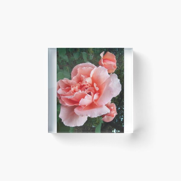 Item preview, Apricot Rose designed and sold by JuliaWright.