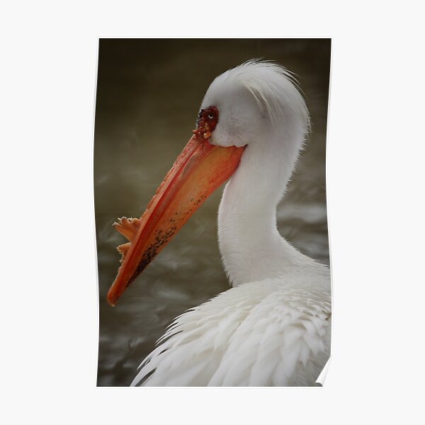 Pelican Poster