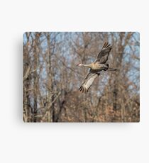 Sandhill Crane 2018-2 Canvas Print
