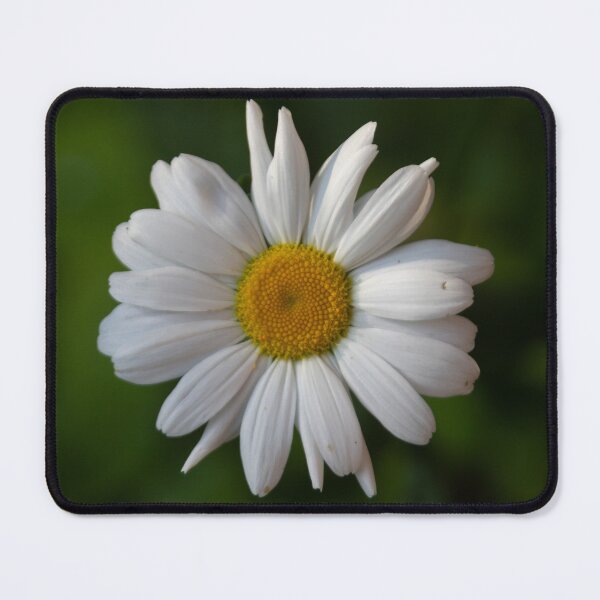 Item preview, Dog Daisy designed and sold by Calidris Fotografie Steffi & Ben Köppler.