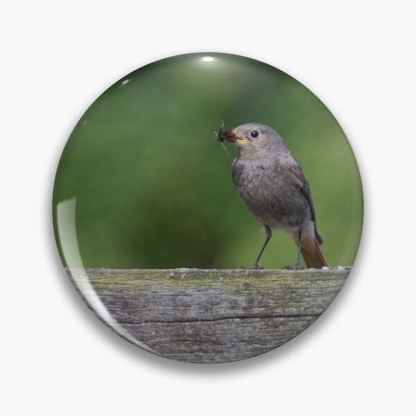 Item preview, Black Redstart designed and sold by Calidris Fotografie Steffi & Ben Köppler.
