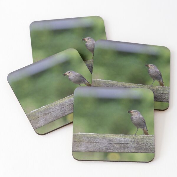 Item preview, Black Redstart designed and sold by Calidris Fotografie Steffi & Ben Köppler.