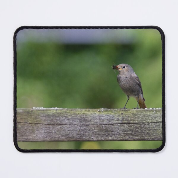 Item preview, Black Redstart designed and sold by Calidris Fotografie Steffi & Ben Köppler.