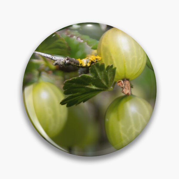 Item preview, Gooseberries designed and sold by Calidris Fotografie Steffi & Ben Köppler.