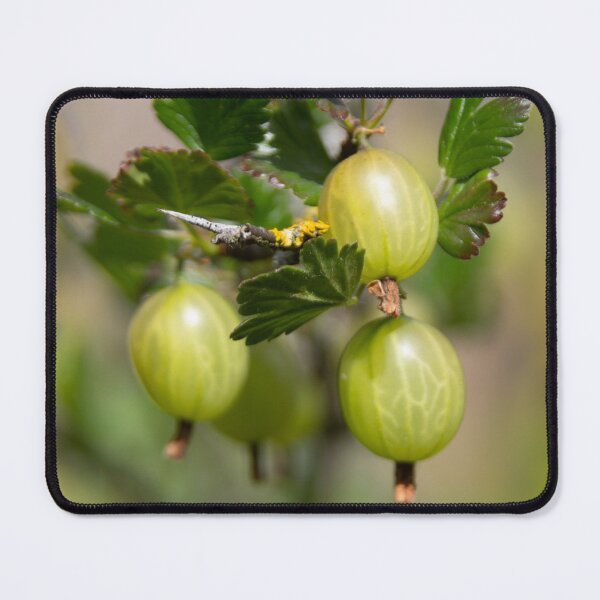 Item preview, Gooseberries designed and sold by Calidris Fotografie Steffi & Ben Köppler.
