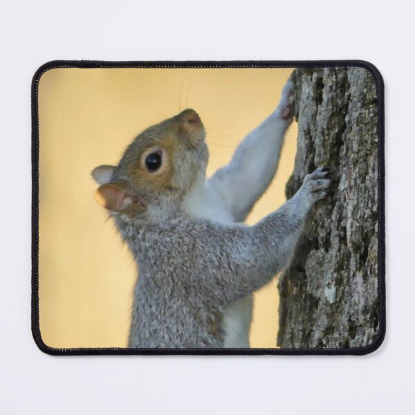 Item preview, My Squirrel Friend designed and sold by stuzle.