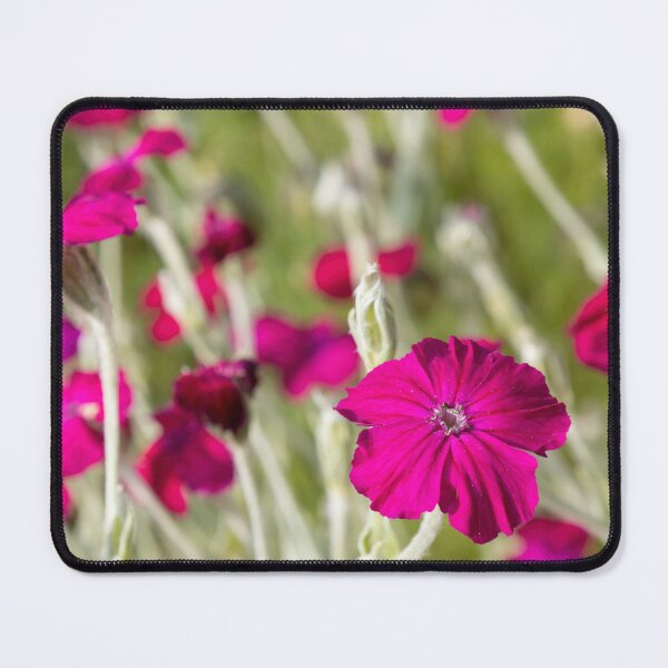 Item preview, Rose Campion designed and sold by Calidris Fotografie Steffi & Ben Köppler.