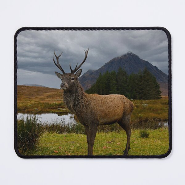 Item preview, Majestic Stag At Kingshouse Glencoe,Scotland. designed and sold by jimmys.