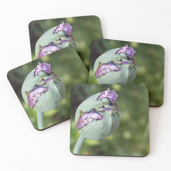 Item preview, Flower designed and sold by Calidris Fotografie Steffi & Ben Köppler.