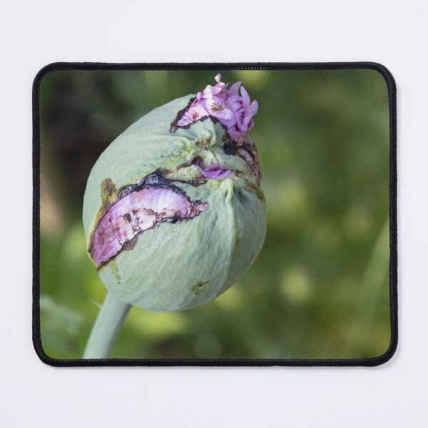 Item preview, Flower designed and sold by Calidris Fotografie Steffi & Ben Köppler.