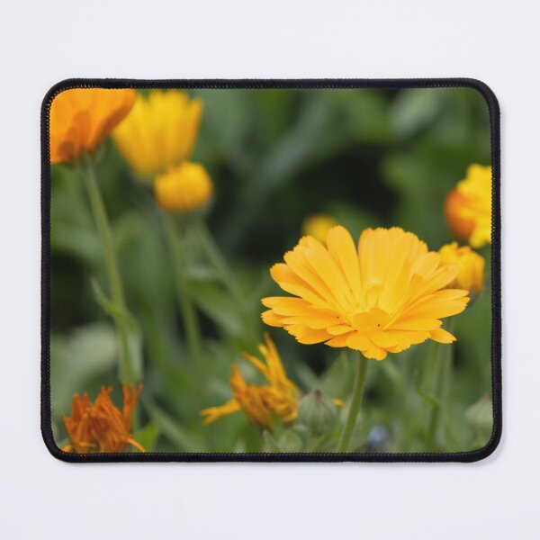 Item preview, Pot Marigold designed and sold by Calidris Fotografie Steffi & Ben Köppler.