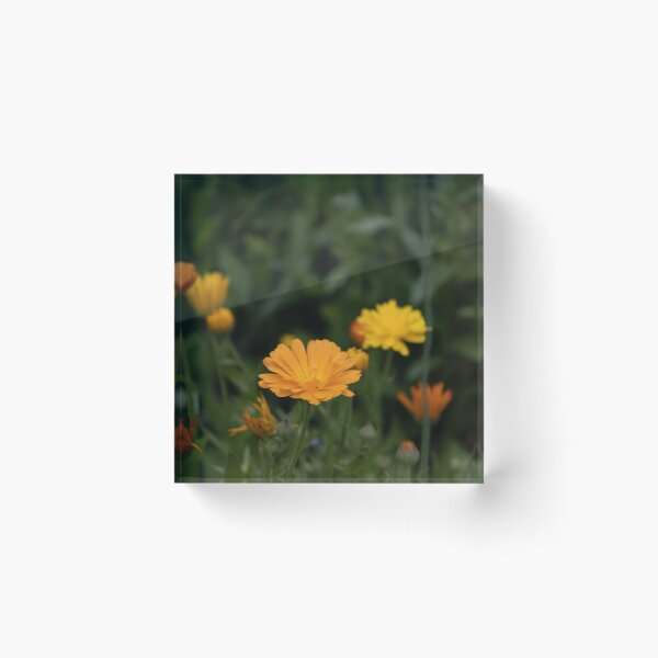Item preview, Common Marigold designed and sold by Calidris Fotografie Steffi & Ben Köppler.