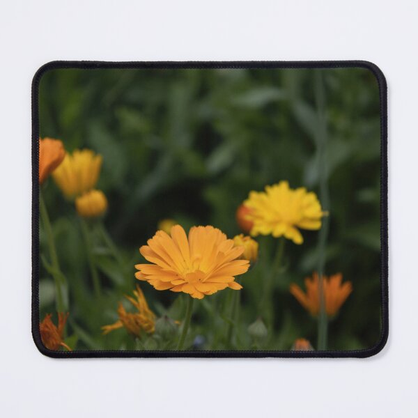 Item preview, Common Marigold designed and sold by Calidris Fotografie Steffi & Ben Köppler.