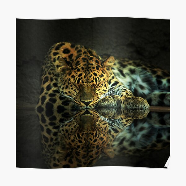 Leopard Poster