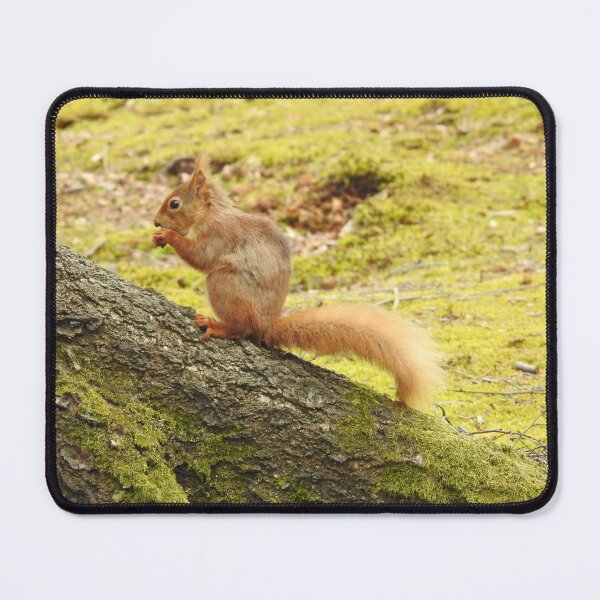 Item preview, Red Squirrel eating nut while standing on diagonal tree trunk designed and sold by TwistedClassics.