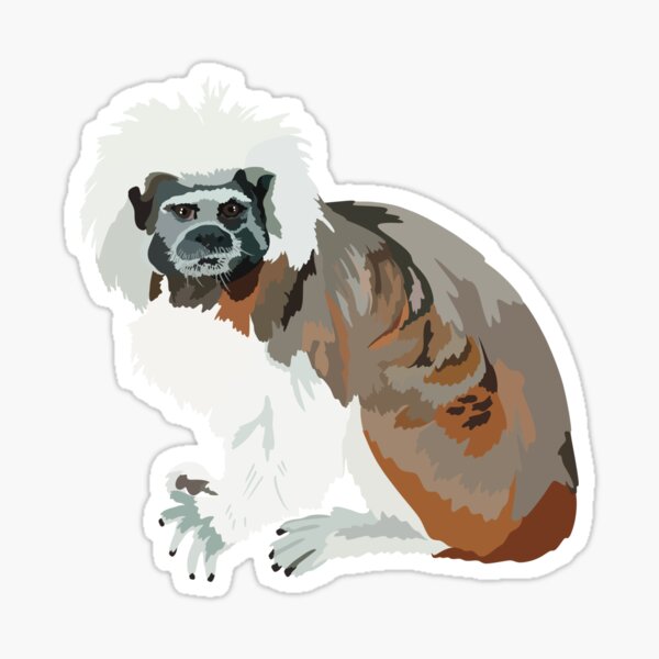 Aperçu de l'œuvre C comme tamarin cotonnier créée et vendue par thezoogirl.