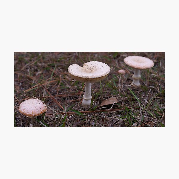 Dusky Mushroom Trio Photographic Print
