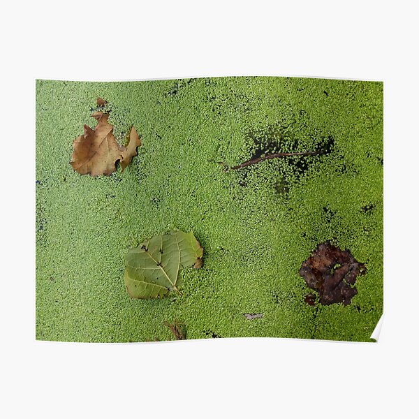 Leaves on Green Poster