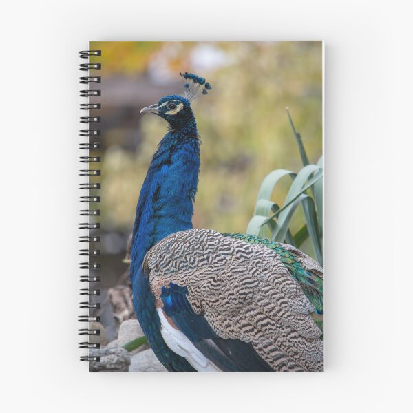 Item preview, Male Peacock | Photo designed and sold by RedRoseSkull.