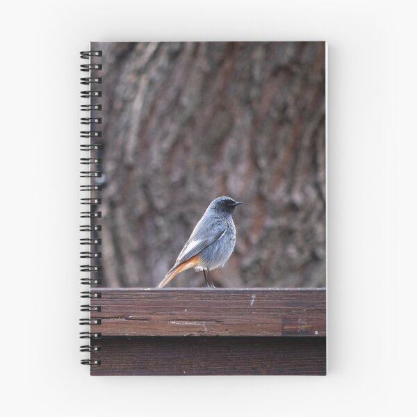 Item preview, Black redstart | Photo designed and sold by RedRoseSkull.