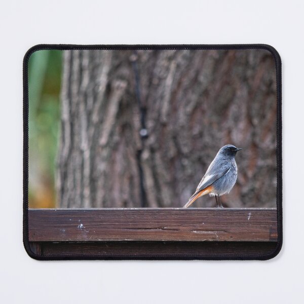 Item preview, Black redstart | Photo designed and sold by RedRoseSkull.